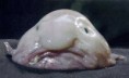 /album/galleria-fotografica/blobfish1-jpg/